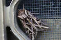 Olive Green Cutworm - Hodges#10428 - photo 5