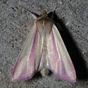 The Pink-Streak - Hodges#10434