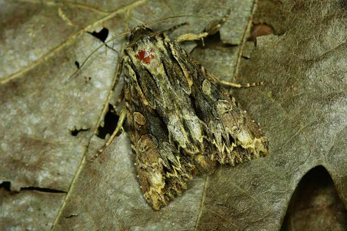 Dark Arches - Apamea monoglypha