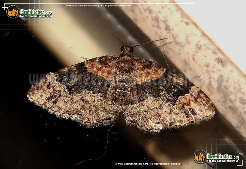 Dark-barred Twin-spot Carpet