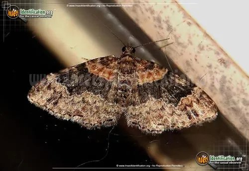 Dark-barred Twin-spot Carpet - photo 2