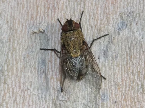 Dark-based Clusterfly