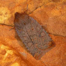 Dark Chestnut