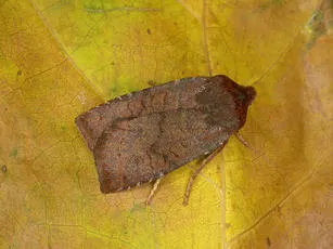 Dark Chestnut - photo 2