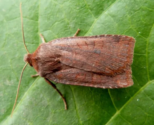 Dark Chestnut - photo 3