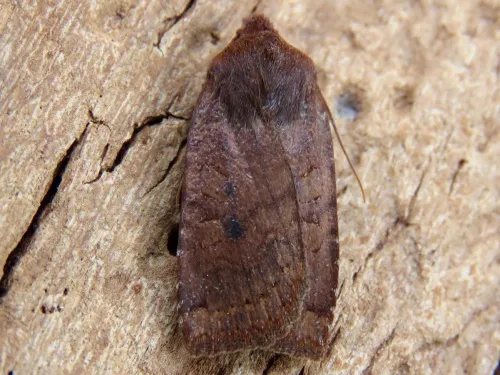 Dark Chestnut - photo 4