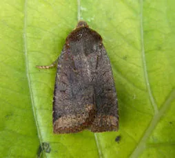 Dark Chestnut - photo 5