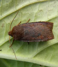Dark Chestnut - photo 6