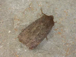 Dark Chestnut - photo 7
