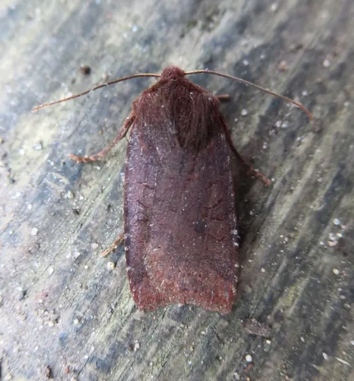 Dark Chestnut - photo 8