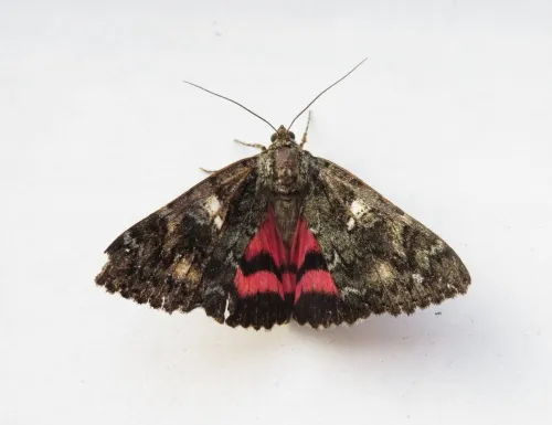 Dark Crimson Underwing