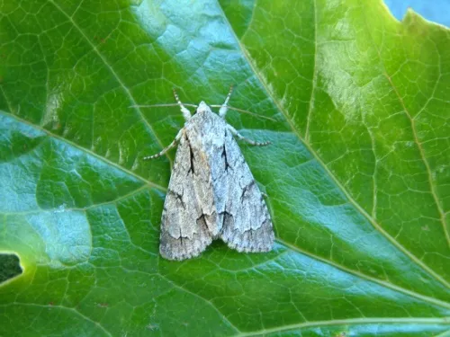 Dark Dagger - photo 8