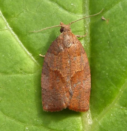 Dark Fruit-tree Tortrix - Pandemis heparana