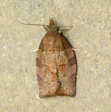 Dark Fruit-tree Tortrix - photo 2