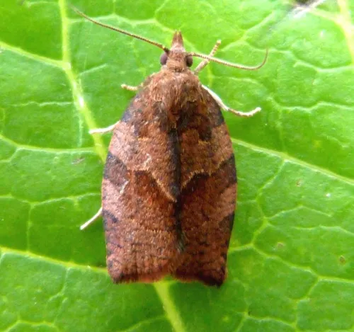 Dark Fruit-tree Tortrix - photo 3