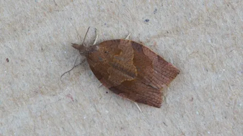 Dark Fruit-tree Tortrix - photo 4
