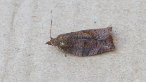 Dark Fruit-tree Tortrix - photo 5