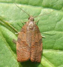 Dark Fruit-tree Tortrix - photo 6