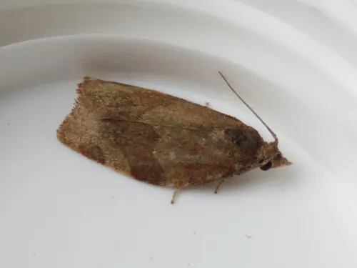 Dark Fruit-tree Tortrix - photo 7