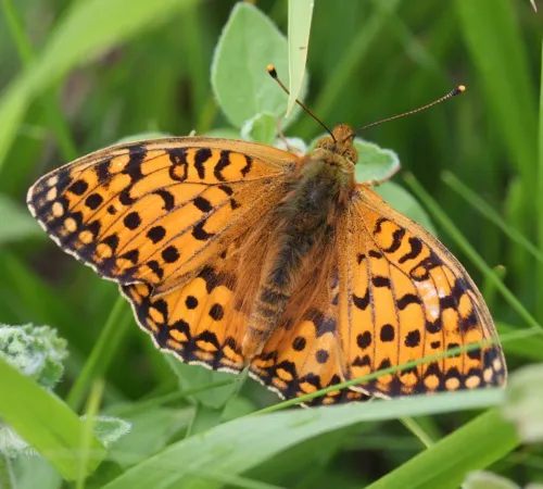 Dark Green Fritillary