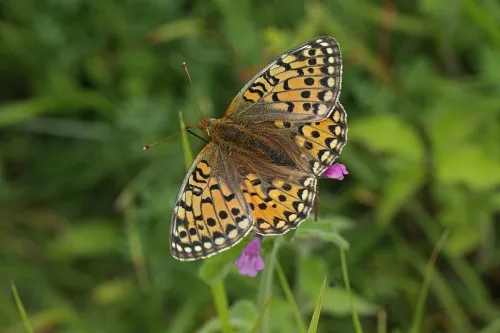 Dark Green Fritillary - photo 2