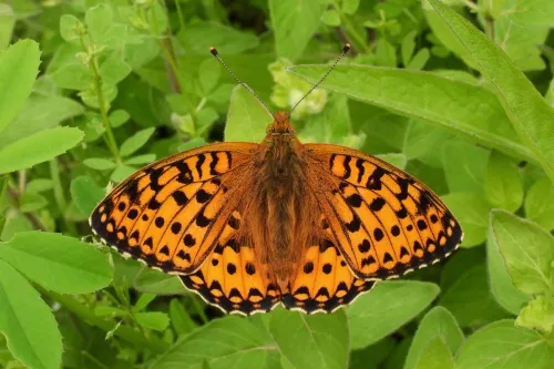 Dark Green Fritillary - photo 3