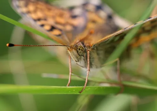 Dark Green Fritillary - photo 5