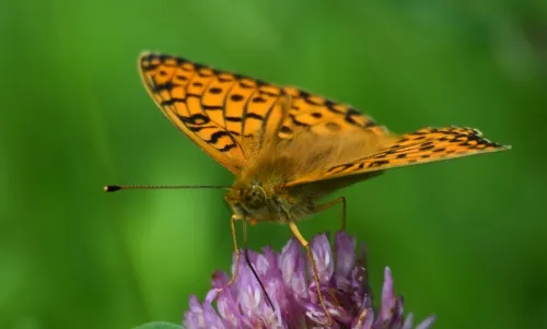Dark Green Fritillary - photo 6