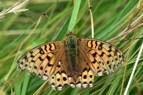 Dark Green Fritillary - photo 7