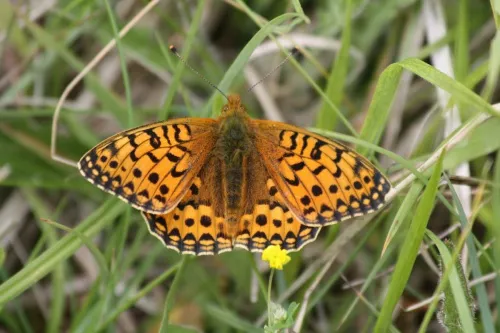 Dark Green Fritillary - photo 8