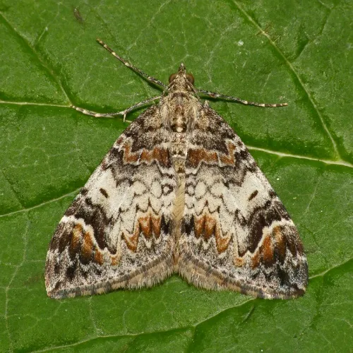 Dark Marbled Carpet