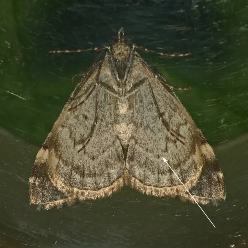 Dark Marbled Carpet - photo 2