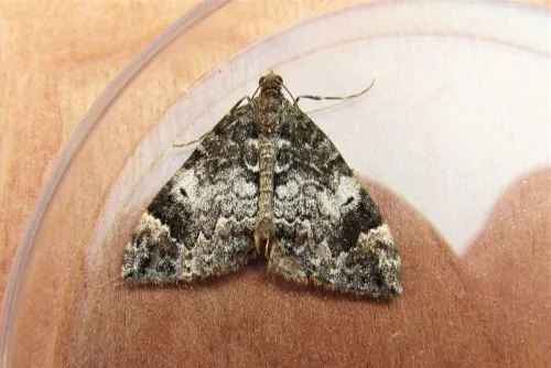 Dark Marbled Carpet - photo 3