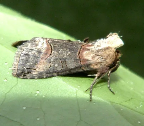 Dark Spectacle - Abrostola triplasia