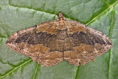 Dark Umber