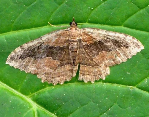 Dark Umber - photo 2