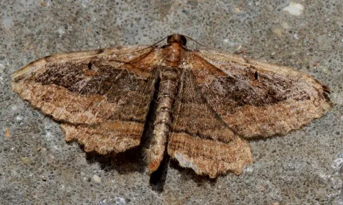 Dark Umber - photo 3