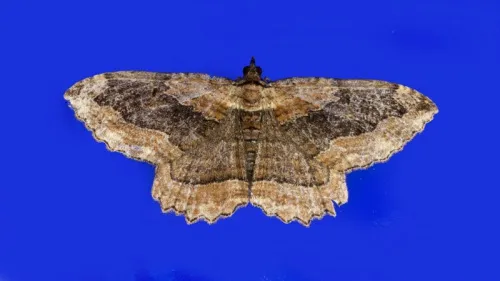Dark Umber - photo 4