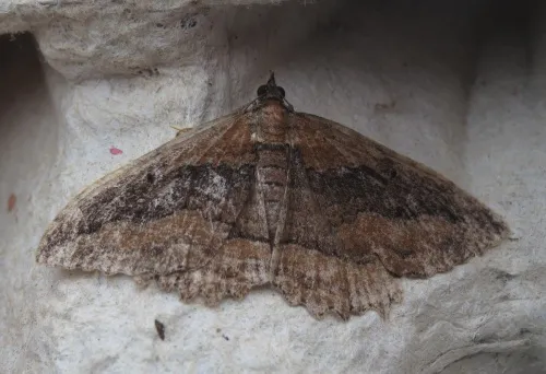 Dark Umber - photo 6