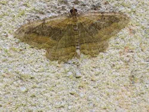 Dark Umber - photo 7