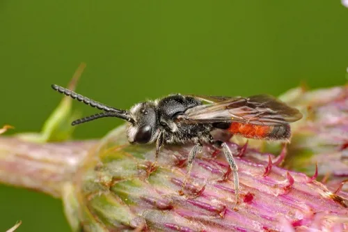 Dark-winged Blood Bee