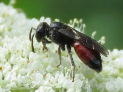 Dark-winged Blood Bee - photo 2