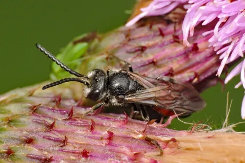 Dark-winged Blood Bee - photo 3