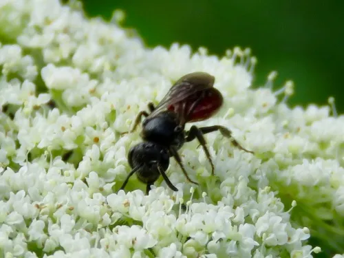 Dark-winged Blood Bee - photo 4