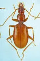 Darlingtonea kentuckensis - Darlingtonea kentuckensis
