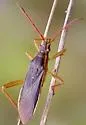 Darmistus crassicornis