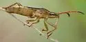 Darmistus crassicornis - photo 2