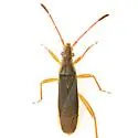 Darmistus crassicornis - photo 3