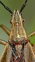 Darmistus duncani - photo 2