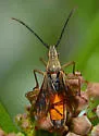 Darmistus duncani - photo 3